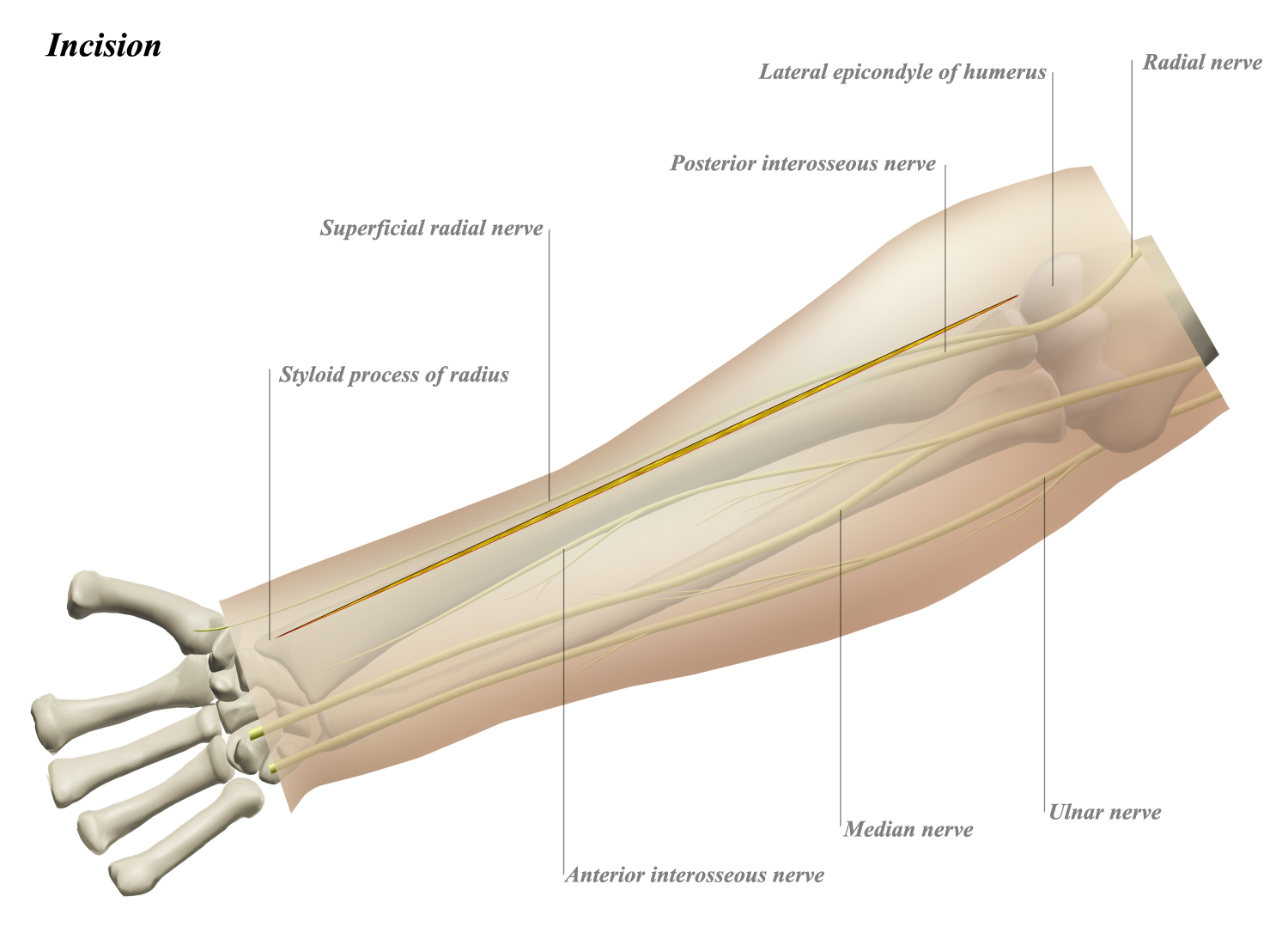 proximal forearm