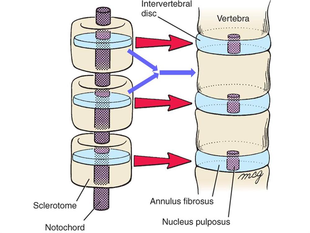 Embryology Basic Science Orthobullets