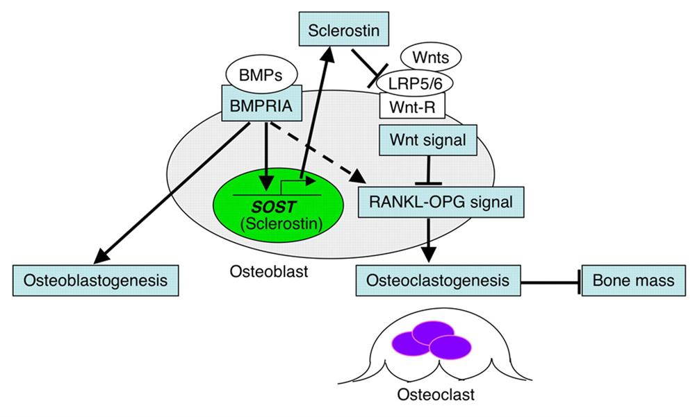 Intramembranous Bone Formation Basic Science Orthobullets