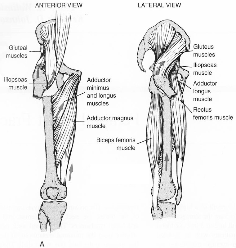 Shaft Of Femur