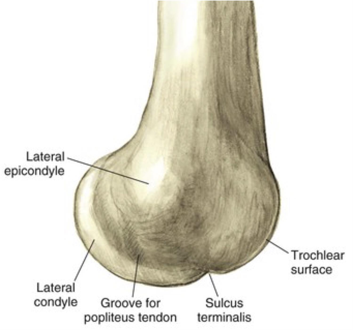 Sulcus Terminalis Lateral Femoral Condyle Sulcus Terminalis Lateral Femoral Condyle