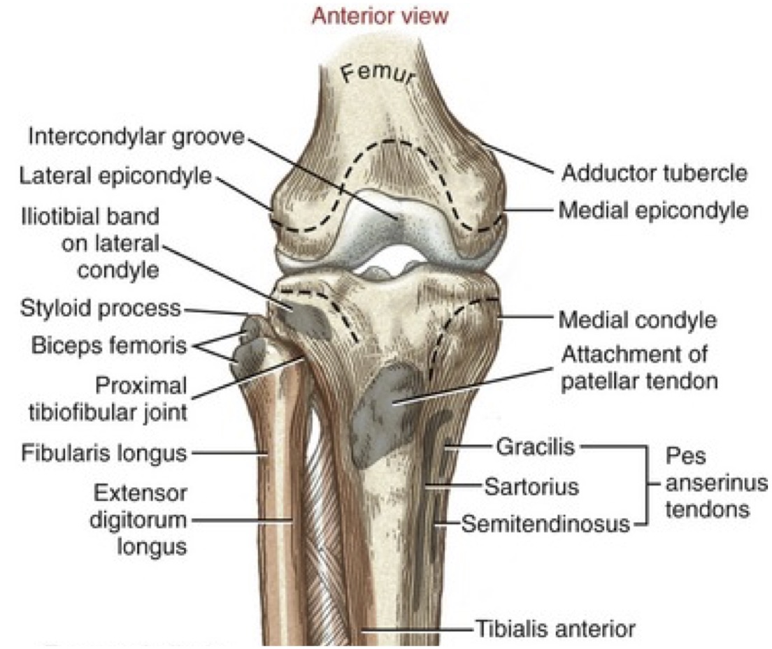 Adult Knee Radiographic Evaluation Recon Orthobullets Adult Knee Radiographic Evaluation Recon Orthobullets