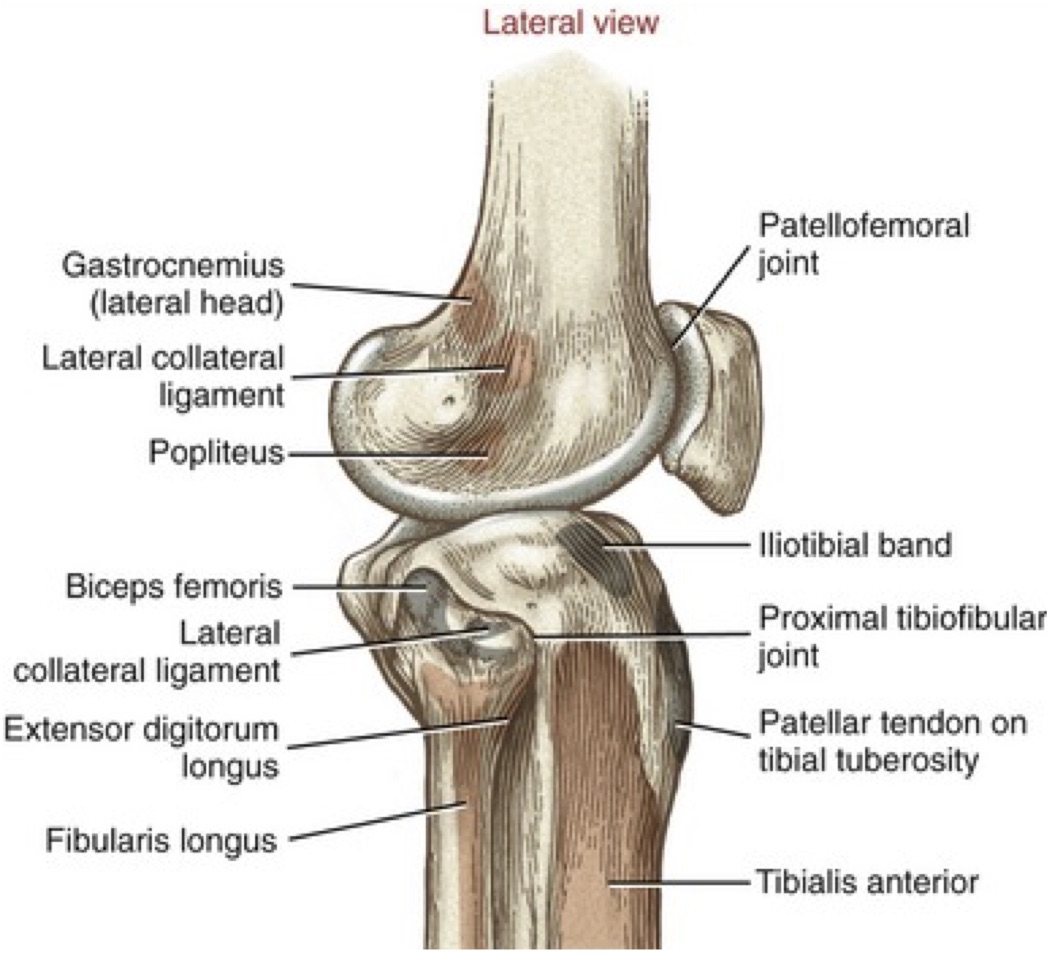 X Ray Knee Lateral View X Ray Knee Lateral View