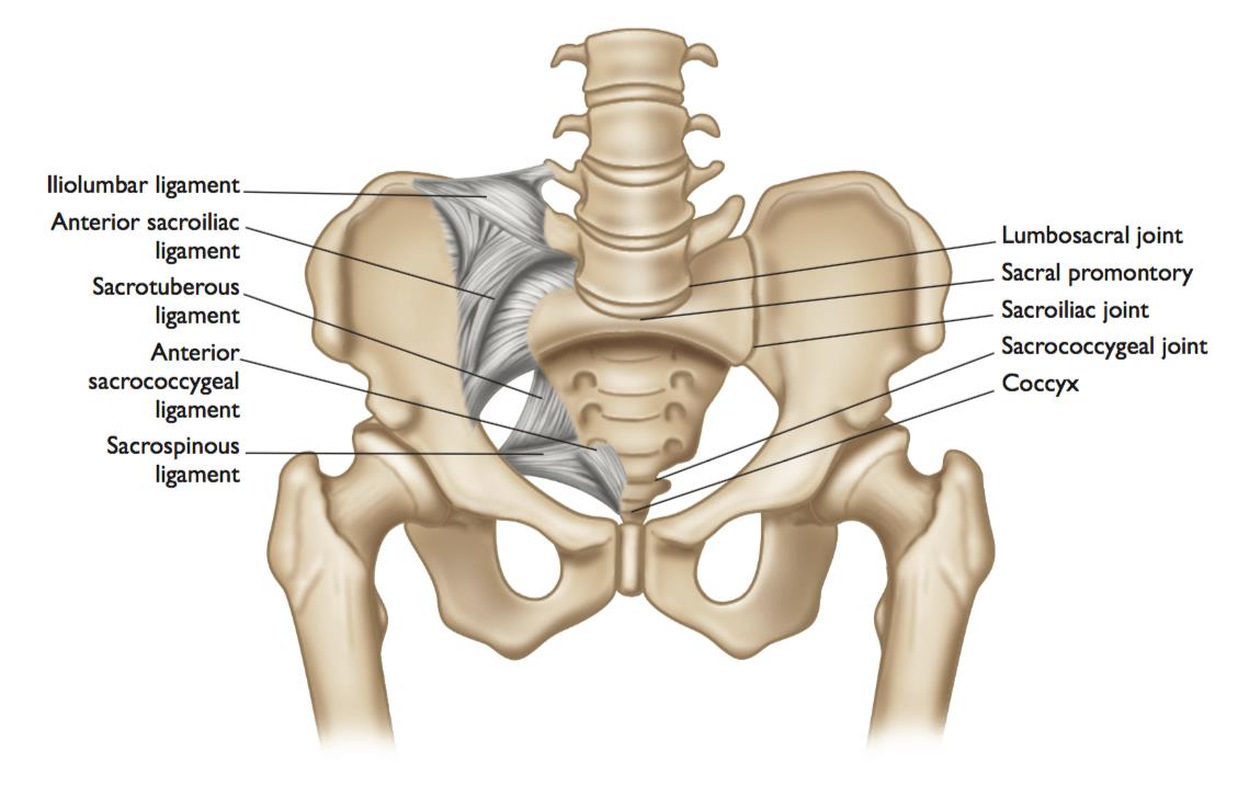 Sacroiliac Joint Dysfunction Spine Orthobullets