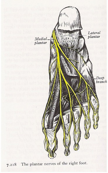 Nerves of the Foot - Foot & Ankle - Orthobullets