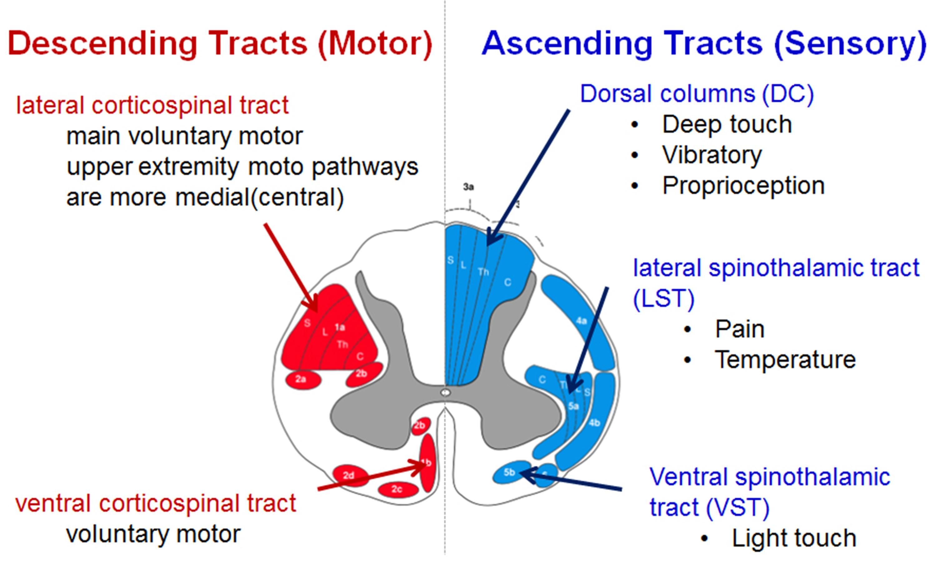 Spinothalamic Tract Diagram